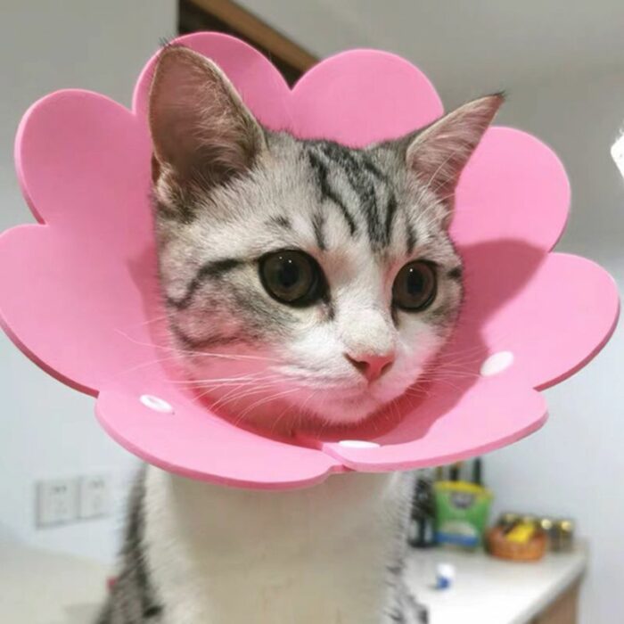 1 Piece Sunflower Cat Elizabeth Collar Anti Bite Protect Bath Photo Large Medium Cat Collar Light Soft Pet Small Dog 2